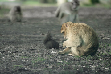 Macaque Monkey Foraging Next To A Black Squirrel
