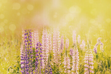 Blooming lupine flowers. A field of lupines. Sunny summer flower background