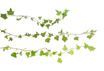 ivy leaves isolated on a white background - obrazy, fototapety, plakaty