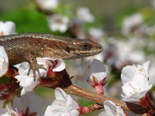 lizard on a tree with flowers