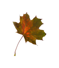 Dry leaf of maple tree isolated on white. Autumn season