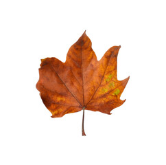 Dry leaf of maple tree isolated on white. Autumn season