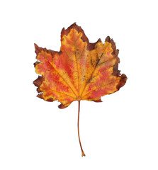 Naklejka na ściany i meble Dry leaf of maple tree isolated on white. Autumn season