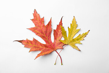 Dry leaves of Japanese maple tree on white background, top view. Autumn season