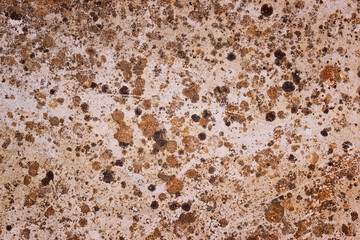 Molds and lichens background. Deposits of organic matter on a surface. Texture of different kind of molds and lichens. Formation of mildew and mushrooms.