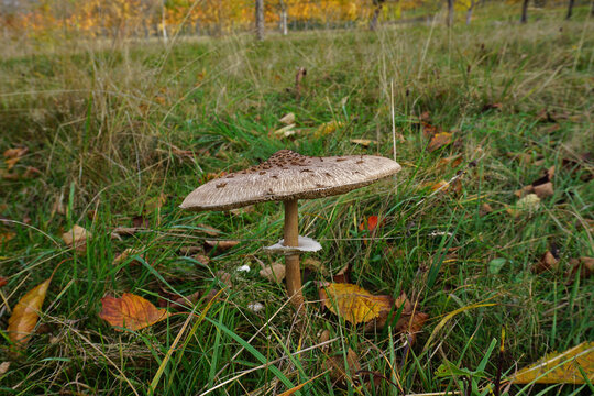 Riesenschirmling, Macrolepiota, parasol mushroom
