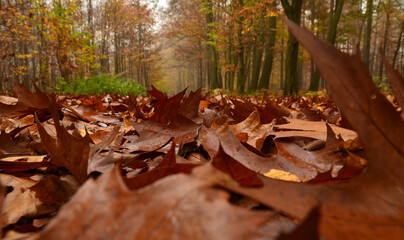 Jesienna mgła w lesie