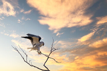 Close up of bird of Prey landing on top of tree against a sunset sky
