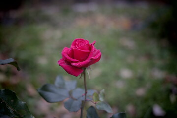 beautiful red rose