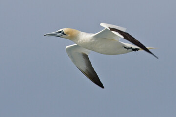 Fototapeta na wymiar Northern Gannet, (Morus bassanus) adult in flight against blue sky, Pendeen, Cornwall, England, UK.
