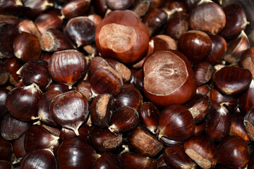 Maroni versus Rosskastanie, Esskastanien im Vergleich zu Rosskastanie, Wildmaroni für Törggelen im Herbst und Winter