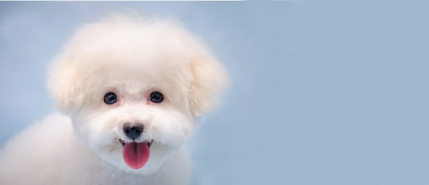 Bichon Frieze Puppy On A Blue Background. Isolated. Haircut According To The Breed Standard