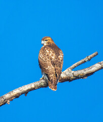 Red-tailed hawk against a blue sky