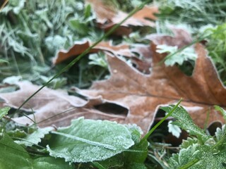 frost covered leaves clover green
