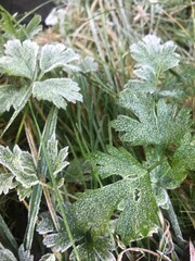 frost covered leaves clover green