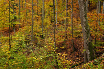 Herbstwald, Laubwald,  broadleaf forest