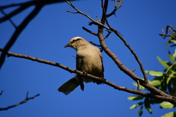 bird
