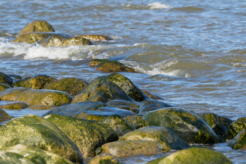 Wet granite stones covered with moss by the sea in Estonian nature
