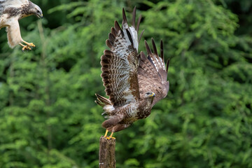 Common Buzzard (Buteo buteo) attacks another common buzzard in the forest of Noord Brabant in the Netherlands.  Green forest background