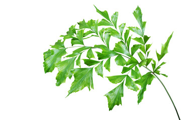 Obraz premium Green Leaf of Fishtail Palm Isolated on White Background
