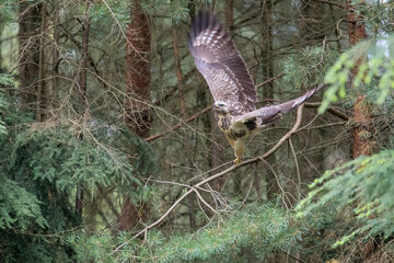 Common Buzzard (Buteo buteo) ready for flying awayin the forest of Noord Brabant in the Netherlands.  Green forest background