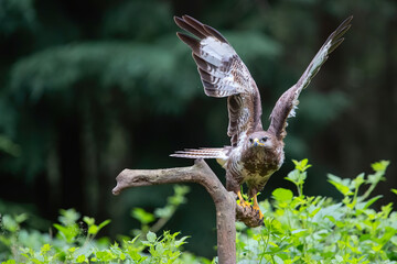 Common Buzzard (Buteo buteo) ready for flying awayin the forest of Noord Brabant in the Netherlands.  Green forest background