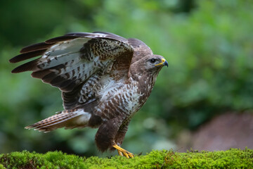 Common Buzzard (Buteo buteo) ready for flying awayin the forest of Noord Brabant in the Netherlands.  Green forest background