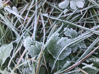 frost covered leaves clover green