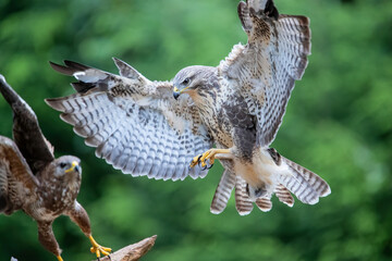 Common Buzzard (Buteo buteo) attacks another common buzzard in the forest of Noord Brabant in the...