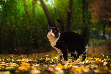Homeless cat in the yard autumn landscape leaves and forest