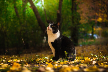 Homeless cat in the yard autumn landscape leaves and forest