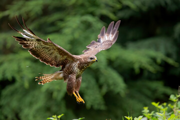 Common Buzzard (Buteo buteo) flying in the forest of Noord Brabant in the Netherlands.  Green forest background