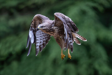 Common Buzzard (Buteo buteo) flying in the forest of Noord Brabant in the Netherlands.  Green...