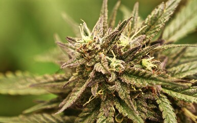 Blueberry Solstice