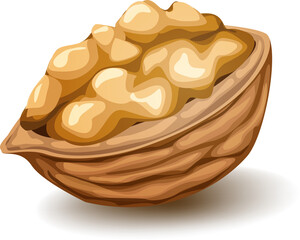 Walnut in the nutshell. Vector realistic illustration isolated