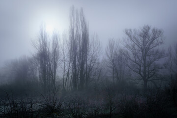 Fototapeta na wymiar Paisaje con niebla en el bosque con árboles en silueta en invierno. Hoces río duratón Sepulveda.