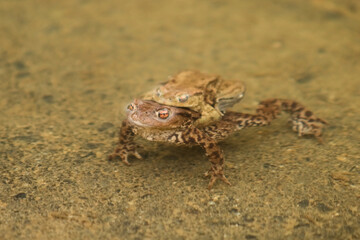 common toad frog in a pond during mating