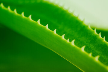 Soft focus Green leaf aloe vera with water drops. Horizontal nature background.