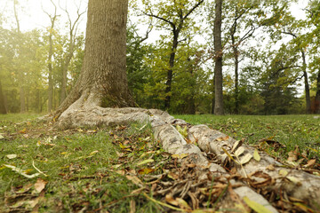 Fototapeta premium Beautiful view of tree and dry leaves in park on autumn day