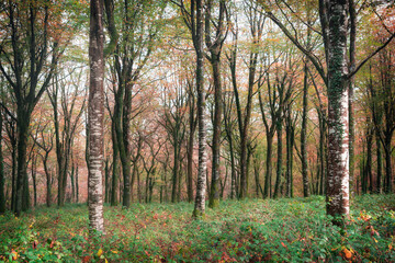 Fototapeta premium Autumn at Idless woods Cornwall England uk fall time very colourful 