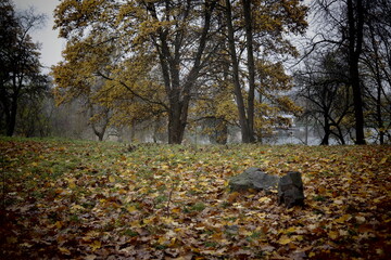 dog in autumn park