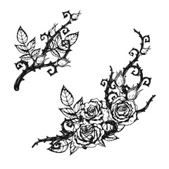 Rose ornament tattoo by hand drawing.Beautiful flower on white background.Anne Harkness rose vector art highly detailed in line art style.Flower tattoo for paint or pattern.