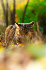 Naklejka na ściany i meble Photo below the cat in the thickets sits and rests, autumn
