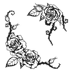 Rose ornament tattoo by hand drawing.Beautiful flower on white background.Anne Harkness rose vector art highly detailed in line art style.Flower tattoo for paint or pattern.