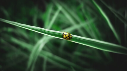 Yellow Ladybug green leaf garden background