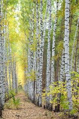 White-trunk birches in the autumn forest on a sunny day.