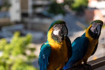 Guacamayas en Caracas
