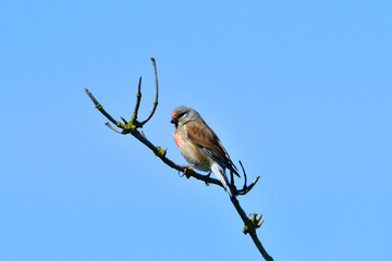 Bluthänfling Männchen singt vor blauen Himmel	