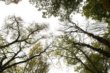 Fototapeta premium Beautiful trees with bright leaves against sky on autumn day, low angle view