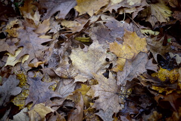 fallen autumn leaves